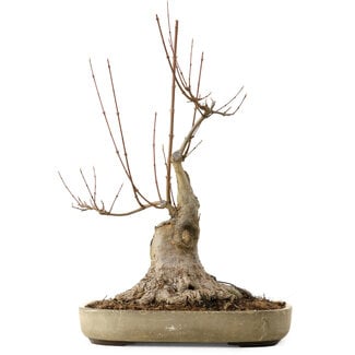 Acer buergerianum, 50 cm, ± 15 jaar oud