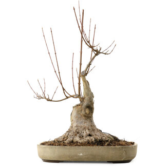 Acer buergerianum, 50 cm, ± 15 Jahre alt