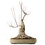 Acer buergerianum, 50 cm, ± 15 years old, with a nebari of 25 cm