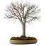 Zelkova serrata, 65 cm, ± 30 Jahre alt, mit einem Nebari von 24 cm