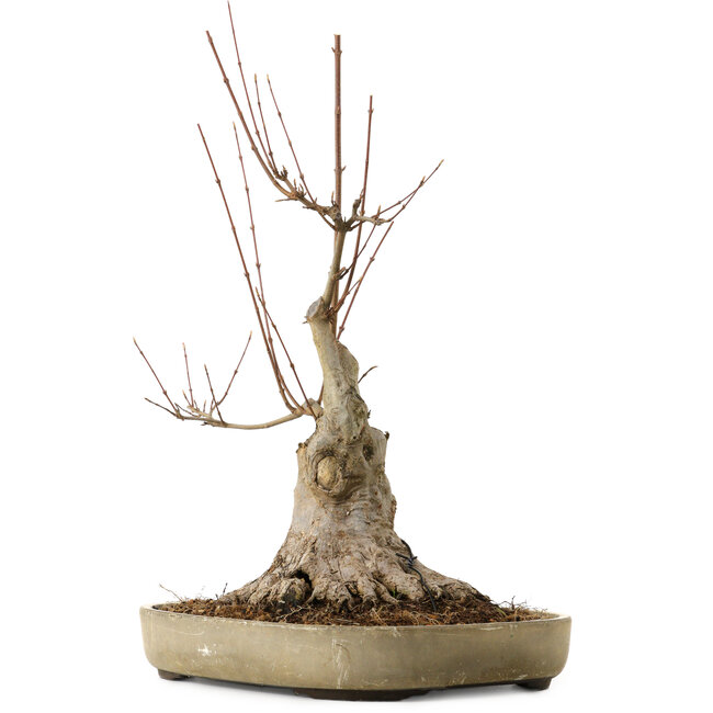 Acer buergerianum, 50 cm, ca. 15 Jahre alt, mit einem Wurzelhals von 25 cm