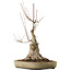 Acer buergerianum, 50 cm, ± 15 anni, con nebari di 25 cm