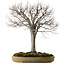 Zelkova serrata, 65 cm, ± 30 years old, with a nebari of 24 cm