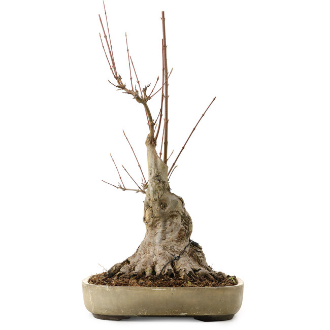 Acer buergerianum, 50 cm, ± 15 años, con un nebari de 25 cm