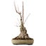Acer buergerianum, 50 cm, ± 15 años, con un nebari de 25 cm