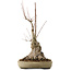 Acer buergerianum, 50 cm, ± 15 years old, with a nebari of 25 cm