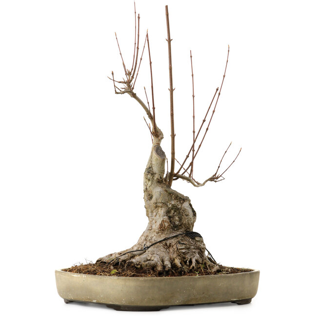 Acer buergerianum, 50 cm, ± 15 anni, con nebari di 25 cm
