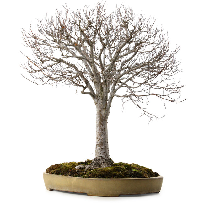 Zelkova serrata, 65 cm, ± 30 jaar oud, met een nebari van 24 cm