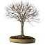 Zelkova serrata, 65 cm, ± 30 jaar oud, met een nebari van 24 cm