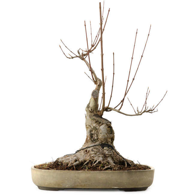 Acer buergerianum, 50 cm, ± 15 años, con un nebari de 25 cm