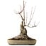 Acer buergerianum, 50 cm, ± 15 años, con un nebari de 25 cm