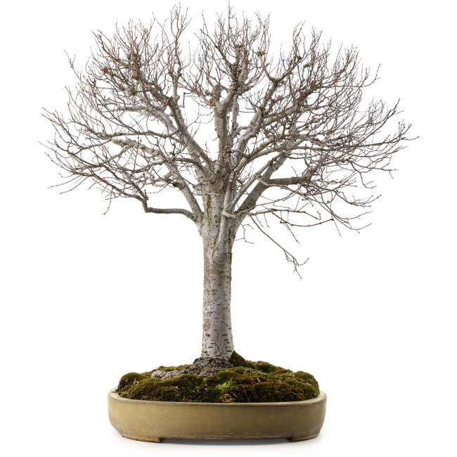Zelkova serrata, 65 cm, ± 30 years old, with a nebari of 24 cm