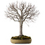 Zelkova serrata, 65 cm, ± 30 years old, with a nebari of 24 cm