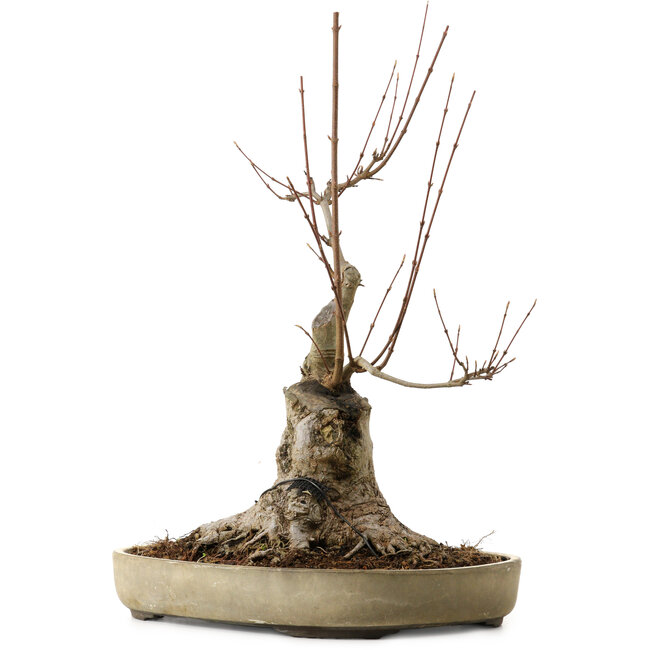 Acer buergerianum, 50 cm, ± 15 years old, with a nebari of 25 cm