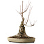 Acer buergerianum, 50 cm, ± 15 anni, con nebari di 25 cm
