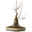 Acer buergerianum, 50 cm, ± 15 years old, with a nebari of 25 cm