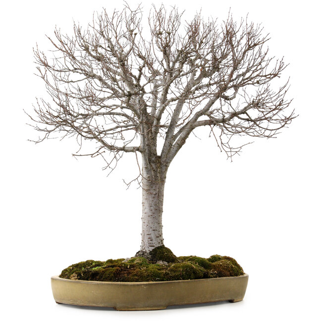 Zelkova serrata, 65 cm, ± 30 años, con un nebari de 24 cm