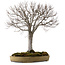 Zelkova serrata, 65 cm, ± 30 anni, con nebari di 24 cm