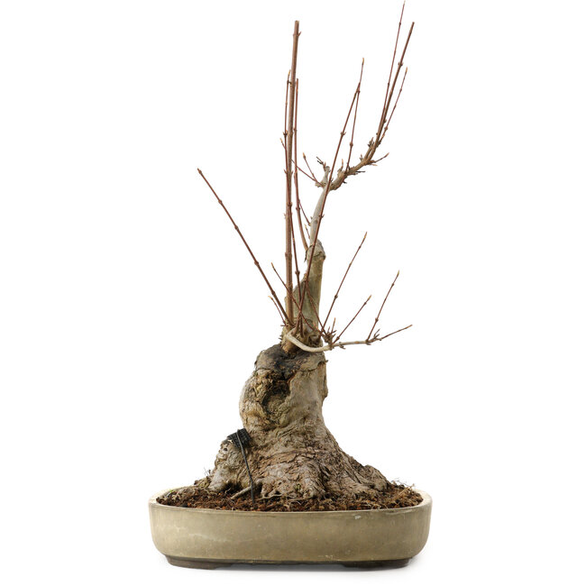 Acer buergerianum, 50 cm, ca. 15 Jahre alt, mit einem Wurzelhals von 25 cm