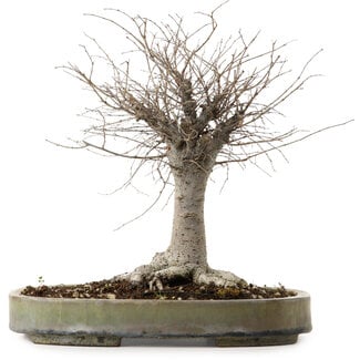Zelkova serrata, 29 cm, ± 20 years old