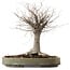 Zelkova serrata, 29 cm, ± 20 years old, with a nebari of 13 cm