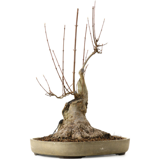 Acer buergerianum, 50 cm, ± 15 anni, con nebari di 25 cm