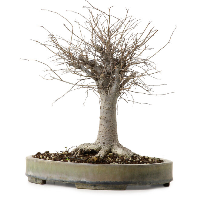 Zelkova serrata, 29 cm, ± 20 años de edad, con un nebari de 13 cm