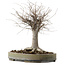 Zelkova serrata, 29 cm, ± 20 jaar oud, met een nebari van 13 cm