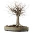 Zelkova serrata, 29 cm, ± 20 years old, with a nebari of 13 cm