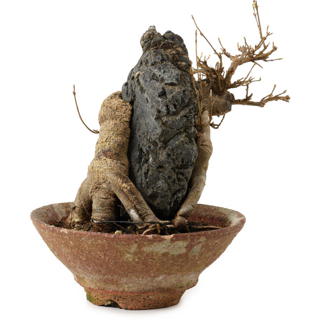 Acer buergerianum, 18 cm, ± 12 ans