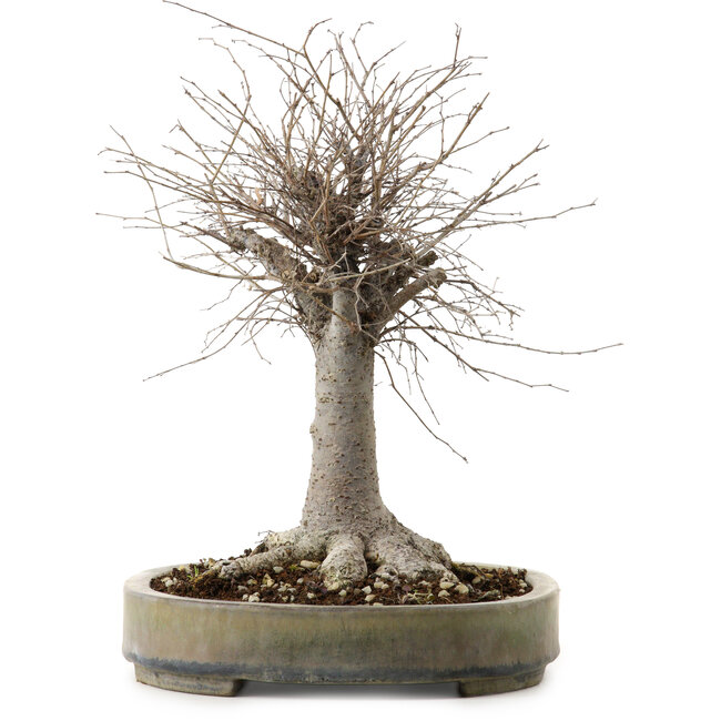 Zelkova serrata, 29 cm, ± 20 years old, with a nebari of 13 cm