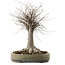 Zelkova serrata, 29 cm, ± 20 Jahre alt, mit einem Nebari von 13 cm