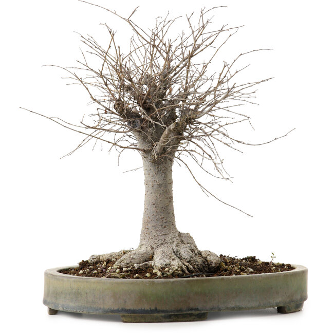 Zelkova serrata, 29 cm, ± 20 Jahre alt, mit einem Nebari von 13 cm