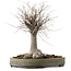 Zelkova serrata, 29 cm, ± 20 años de edad, con un nebari de 13 cm