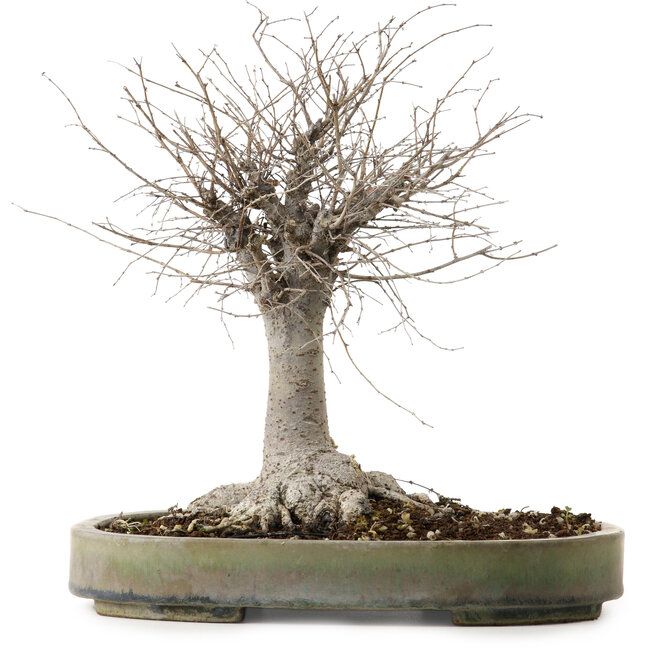 Zelkova serrata, 29 cm, ± 20 jaar oud, met een nebari van 13 cm