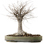 Zelkova serrata, 29 cm, ± 20 years old, with a nebari of 13 cm