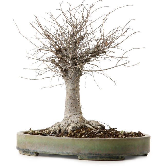 Zelkova serrata, 29 cm, ± 20 Jahre alt, mit einem Nebari von 13 cm