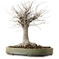 Zelkova serrata, 29 cm, ± 20 ans, avec un nebari de 13 cm