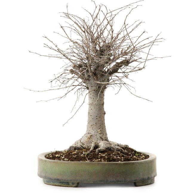 Zelkova serrata, 29 cm, ± 20 years old, with a nebari of 13 cm