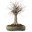Zelkova serrata, 29 cm, ± 20 years old, with a nebari of 13 cm