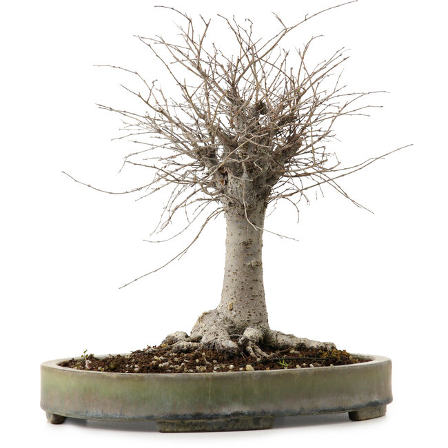 Zelkova serrata, 29 cm, ± 20 years old, with a nebari of 13 cm