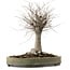 Zelkova serrata, 29 cm, ± 20 years old, with a nebari of 13 cm