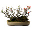 Chaenomeles speciosa Boke, 32 cm, ± 40 años de edad