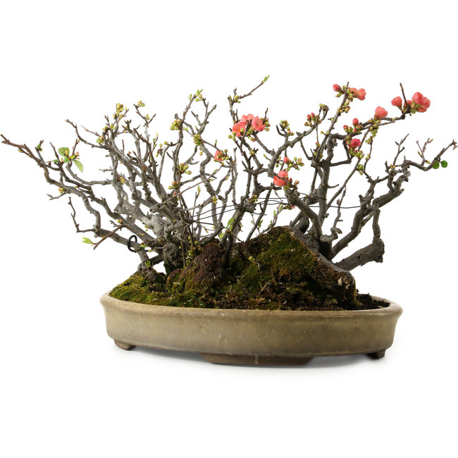 Chaenomeles speciosa Boke, 32 cm, ± 40 ans