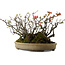 Chaenomeles speciosa Boke, 32 cm, ± 40 anni