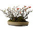 Chaenomeles speciosa Boke, 32 cm, ± 40 años de edad