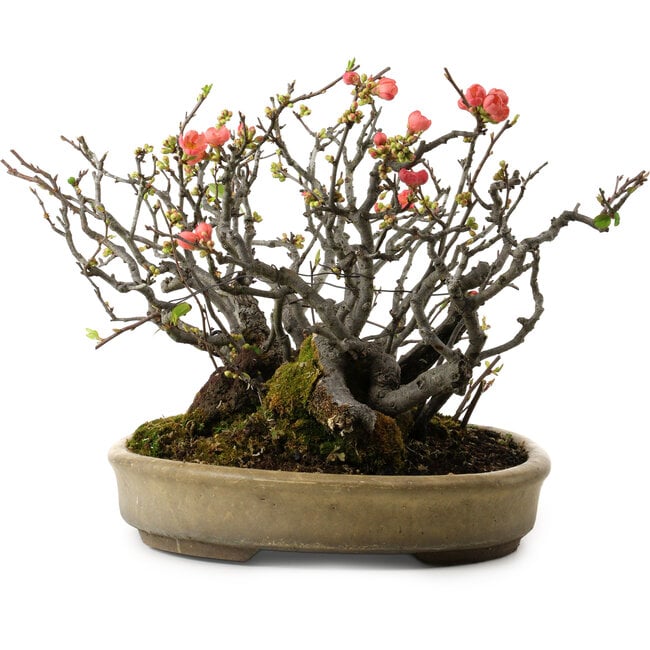 Chaenomeles speciosa Boke, 32 cm, ± 40 anni