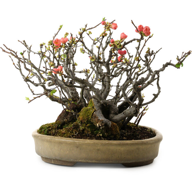 Chaenomeles speciosa Boke, 32 cm, ± 40 Jahre alt