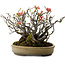 Chaenomeles speciosa Boke, 32 cm, ± 40 ans