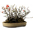 Chaenomeles speciosa Boke, 32 cm, ± 40 anni